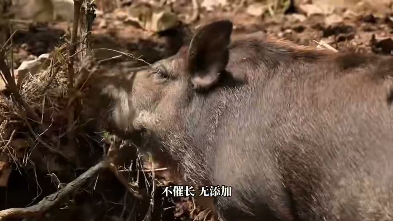 《晓笼人》品牌片画面